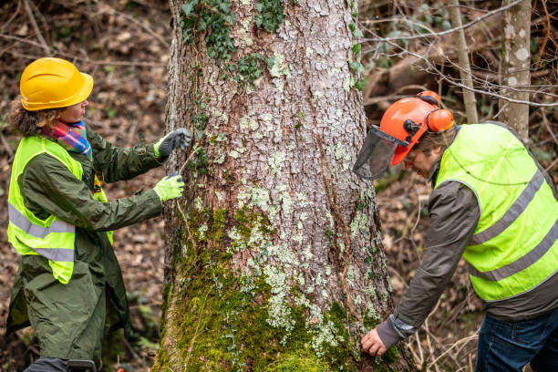 How Our Tree Care Process Works  in  West Lawn, PA